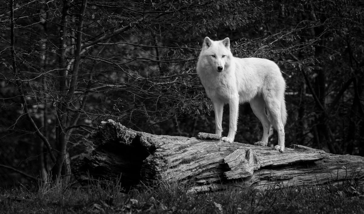 White Wolf in Black and White