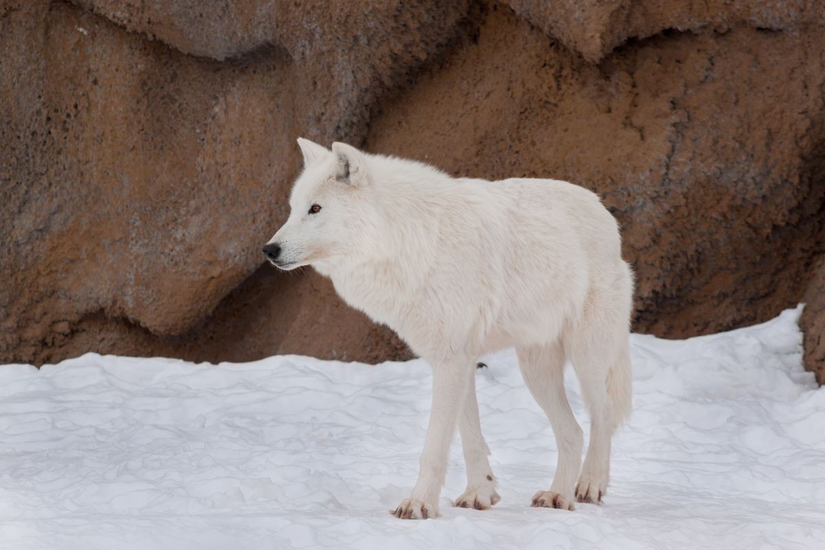 Wild alaskan tundra wolf is walking on white snow. Animals in wildlife. Canis lupus arctos.